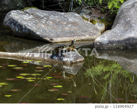 岩の上で甲羅干ししているミシシッピアカミミガメ 118904927