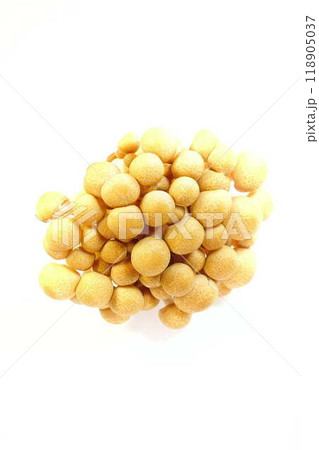 ブナシメジ　キノコ　きのこ 118905037