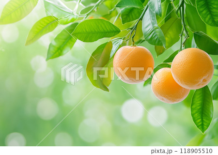 Fresh oranges hanging on tree branches in vibrant greenery 118905510