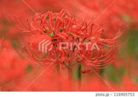 日野市　高幡不動尊　彼岸花 118905753