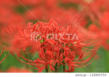 日野市　高幡不動尊　彼岸花 118905754