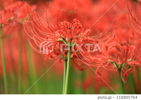 日野市　高幡不動尊　彼岸花 118905764