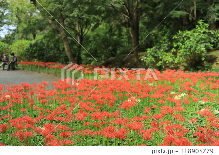 日野市　高幡不動尊　彼岸花 118905779
