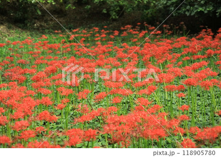 日野市 高幡不動尊 彼岸花 日野市 高幡不動尊 彼岸花 118905780