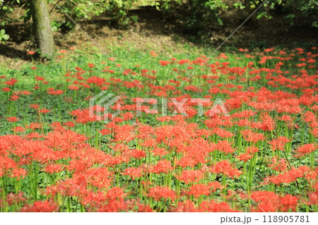 日野市　高幡不動尊　彼岸花 118905781