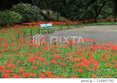 日野市 高幡不動尊 彼岸花 日野市 高幡不動尊 彼岸花 118905792