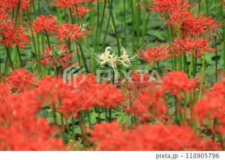 日野市 高幡不動尊 彼岸花 日野市 高幡不動尊 彼岸花 118905796