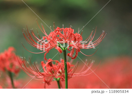 日野市 高幡不動尊 彼岸花 日野市 高幡不動尊 彼岸花 118905834