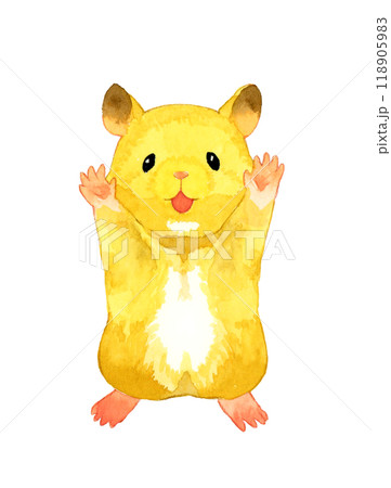 立ち上がってバンザイするゴールデンハムスター（キンクマ）　ペット・動物の手描き水彩イラスト素材 118905983