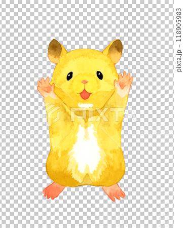 立ち上がってバンザイするゴールデンハムスター（キンクマ）　ペット・動物の手描き水彩イラスト素材 118905983