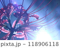 彼岸花 118906118