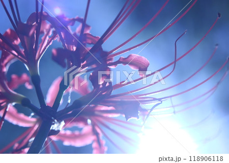 彼岸花 彼岸花 118906118