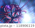 彼岸花 118906119