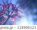 彼岸花 118906121