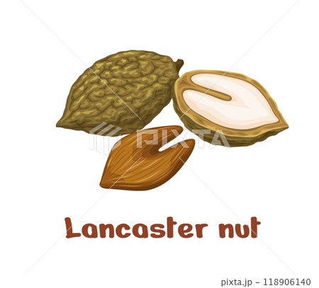 Lancaster nuts, uncommon plant seed kernels for food or raw foodstuff, vector icon. Lancaster nut in shell and raw peeled seeds, nut hybrid kernels for organic natural nutrition and protein food 118906140