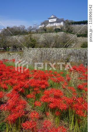 岡山県津山市にあるさくら名所100選のひとつ「鶴山公園(津山城趾)」:彼岸花の咲く頃 岡山県津山市にあるさくら名所100選のひとつ「鶴山公園(津山城趾)」:彼岸花の咲く頃 118906142