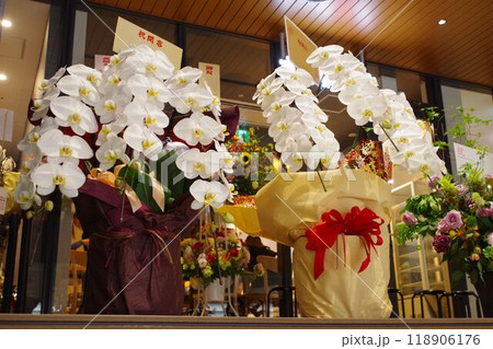 開店祝いのフラワーギフト　胡蝶蘭 118906176