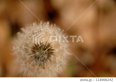 早朝に見た綿帽子 118906242