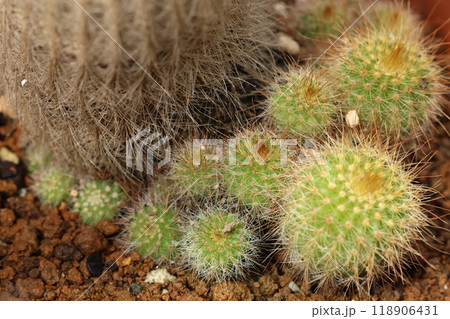親株から次々と芽を出し成長していくサボテン 118906431