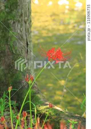 (埼玉県日高市)巾着田の曼珠沙華 (埼玉県日高市)巾着田の曼珠沙華 118906735
