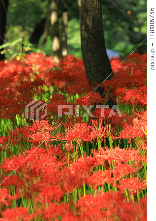 (埼玉県日高市)巾着田の曼珠沙華 (埼玉県日高市)巾着田の曼珠沙華 118906736