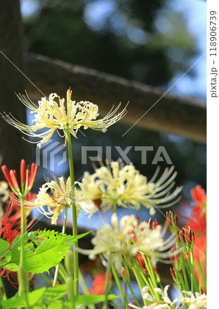 (埼玉県日高市)巾着田の曼珠沙華 (埼玉県日高市)巾着田の曼珠沙華 118906739