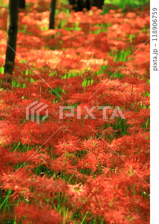 (埼玉県日高市)巾着田の曼珠沙華 (埼玉県日高市)巾着田の曼珠沙華 118906759