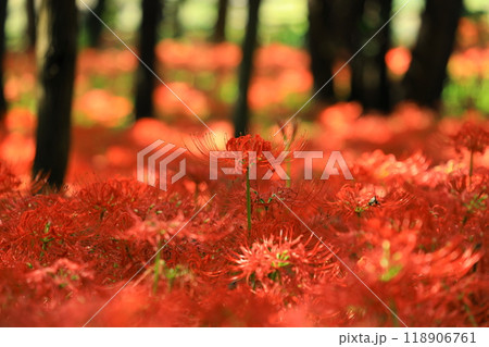 (埼玉県日高市)巾着田の曼珠沙華 (埼玉県日高市)巾着田の曼珠沙華 118906761