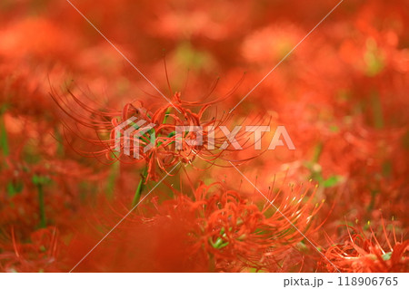 (埼玉県日高市)巾着田の曼珠沙華 (埼玉県日高市)巾着田の曼珠沙華 118906765