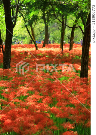 (埼玉県日高市)巾着田の曼珠沙華 (埼玉県日高市)巾着田の曼珠沙華 118906772