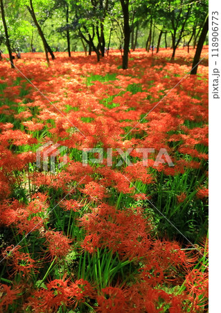 （埼玉県日高市）巾着田の曼珠沙華 118906773