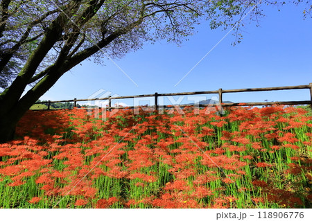 (埼玉県日高市)巾着田の曼珠沙華 (埼玉県日高市)巾着田の曼珠沙華 118906776
