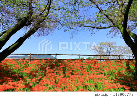 (埼玉県日高市)巾着田の曼珠沙華 (埼玉県日高市)巾着田の曼珠沙華 118906778