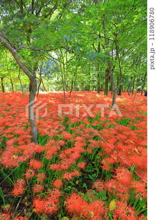 (埼玉県日高市)巾着田の曼珠沙華 (埼玉県日高市)巾着田の曼珠沙華 118906780