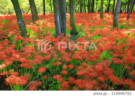 (埼玉県日高市)巾着田の曼珠沙華 (埼玉県日高市)巾着田の曼珠沙華 118906782