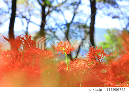 (埼玉県日高市)巾着田の曼珠沙華 (埼玉県日高市)巾着田の曼珠沙華 118906785