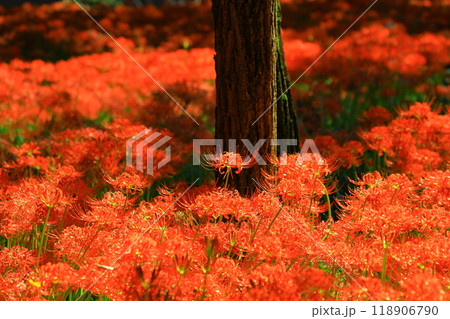 (埼玉県日高市)巾着田の曼珠沙華 (埼玉県日高市)巾着田の曼珠沙華 118906790