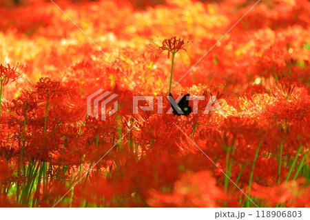 （埼玉県日高市）巾着田の曼珠沙華 118906803