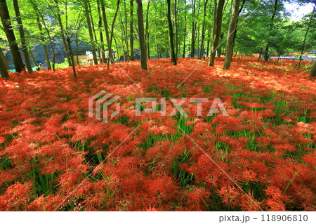 (埼玉県日高市)巾着田の曼珠沙華 (埼玉県日高市)巾着田の曼珠沙華 118906810