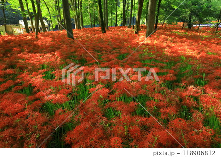 （埼玉県日高市）巾着田の曼珠沙華 118906812