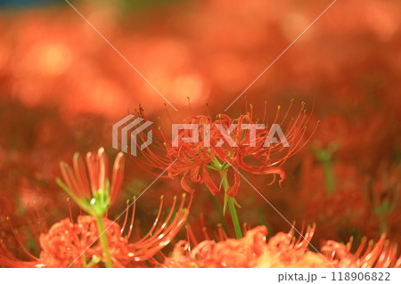 (埼玉県日高市)巾着田の曼珠沙華 (埼玉県日高市)巾着田の曼珠沙華 118906822