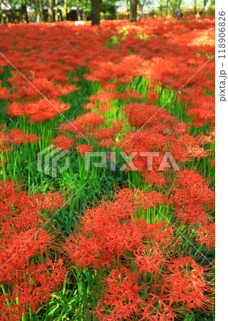 （埼玉県日高市）巾着田の曼珠沙華 118906826