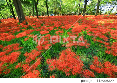 （埼玉県日高市）巾着田の曼珠沙華 118906827