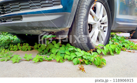 Mechanical versus natural, car tire overtaken by creeping ivy, symbolizing environmental balance and nature power in urban spaces, resilience of the green. Mechanical versus natural, car tire overtaken by creeping ivy, symbolizing environmental balance and nature power in urban spaces, resilience of the green. 118906915