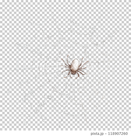 Delicate White Spiderweb with Spider Perched on It 118907260