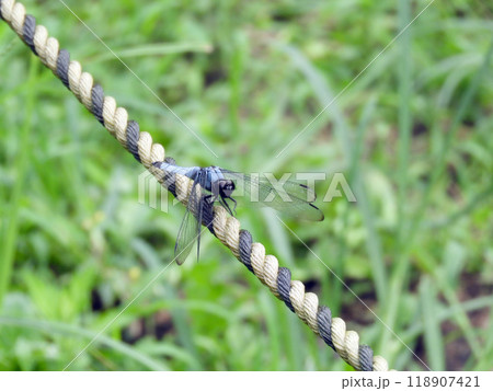 シオカラトンボ 118907421