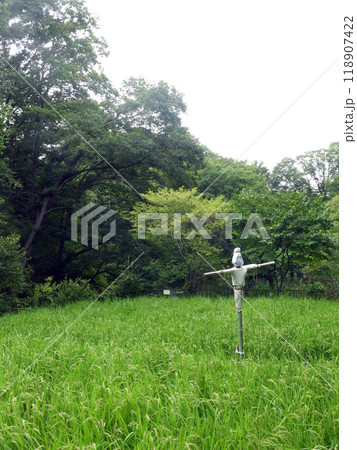 田んぼと案山子 118907422