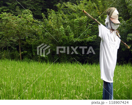 田んぼと案山子 118907424