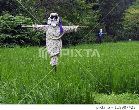 田んぼと案山子 118907425