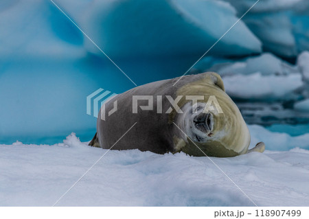 Crabeater Seal resting on a sheet of ice Crabeater Seal resting on a sheet of ice 118907499